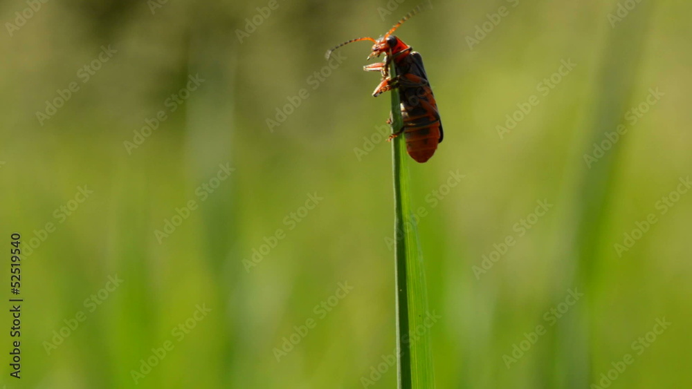 bug flight on the blade of grass bug flight on the blade of grass