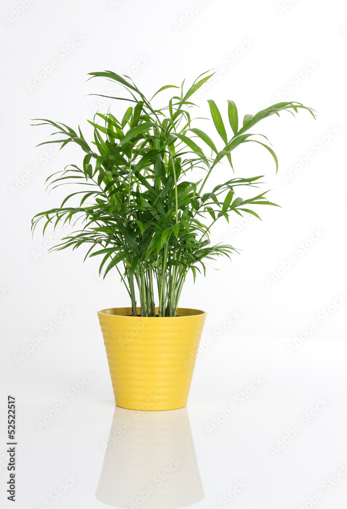 Beautiful plant in a yellow pot Beautiful plant in a yellow pot