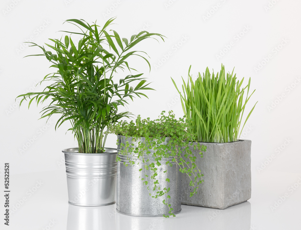 Beautiful plants in metal pots Beautiful plants in metal pots