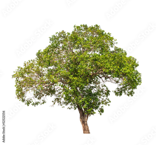 Jambul (Syzygium cumini)