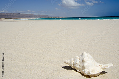 Isola di Socotra conchiglia mare spiaggia photo