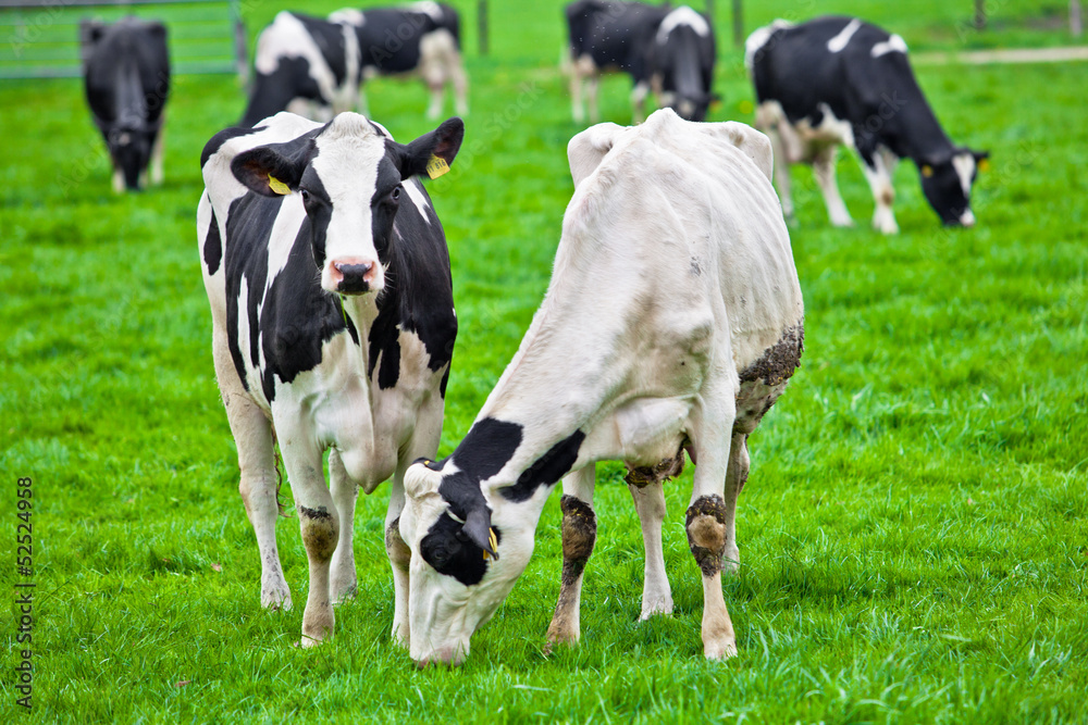 Cows on meadow with green grass. Grazing calves Cows on meadow with green grass. Grazing calves