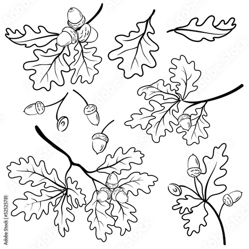 Oak branches with acorns, outline