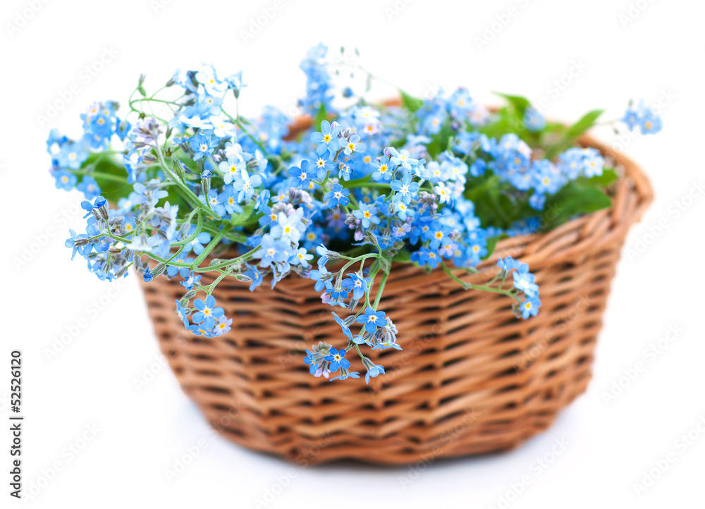 Bunch of forget-me-nots flowers Bunch of forget-me-nots flowers