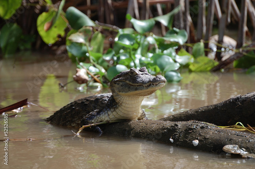 Caimán Costa Rica