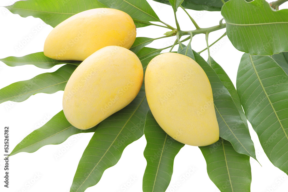 Three yellow mango on leaf focus at center fruit.