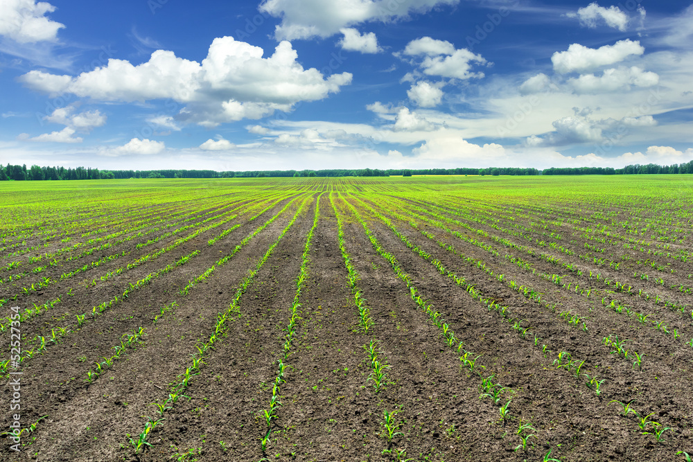 Corn field