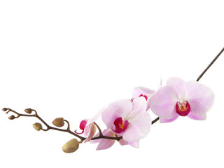 light pink orchid isolated on white