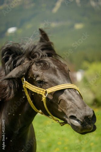 Fototapeta Naklejka Na Ścianę i Meble -  Dark horse  shaking the flies from its eye.