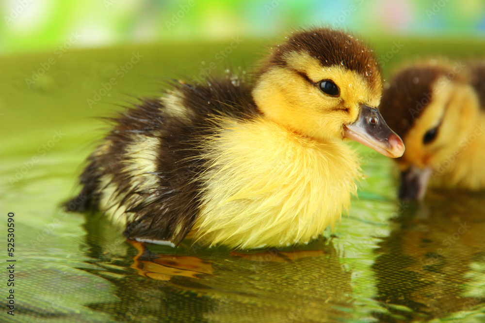 Cute ducklings swimming, on bright background Cute ducklings swimming, on bright background