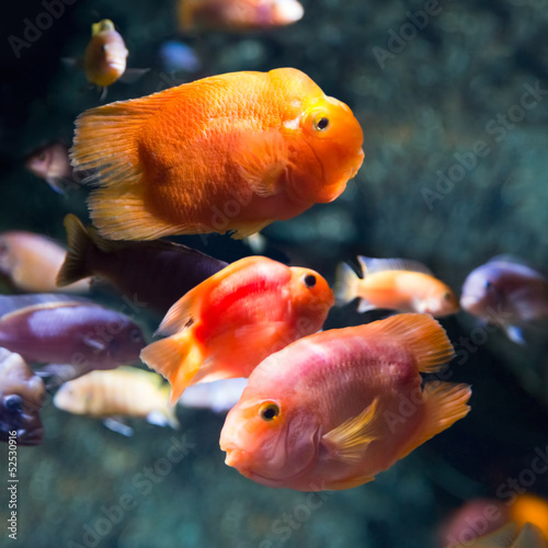 Photo of a tropical fish