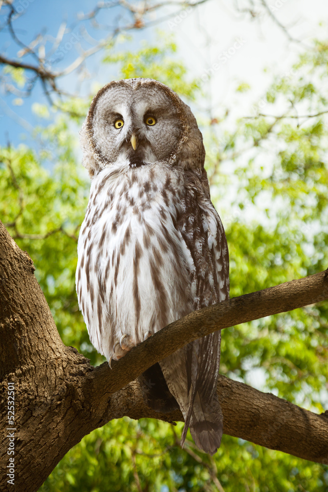 Fototapeta premium Great Grey Owl at forest