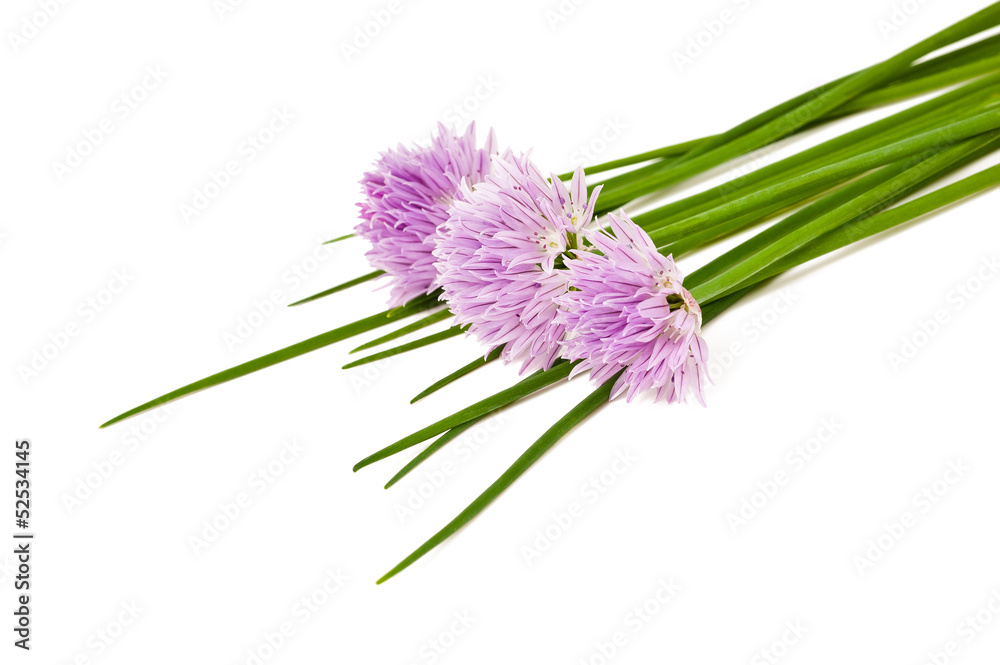 Fototapeta premium Chives flowers