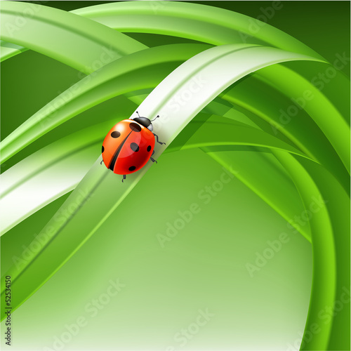 ladybug on grass