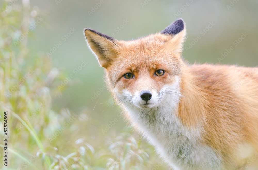 Red Fox Red Fox