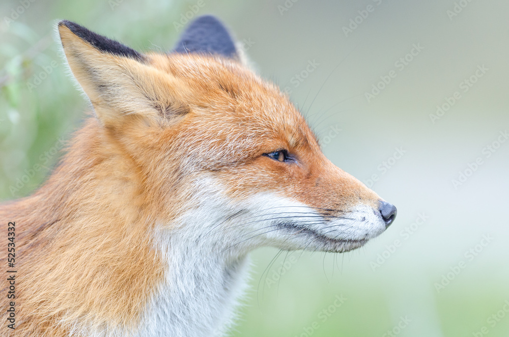 Fototapeta premium Red Fox