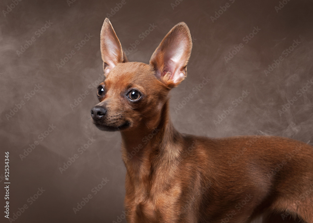 Stockfoto Russian Toy Terrier Puppy In