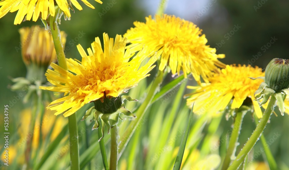 Fototapeta premium pissenlts