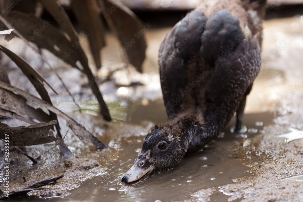 Duck drinking