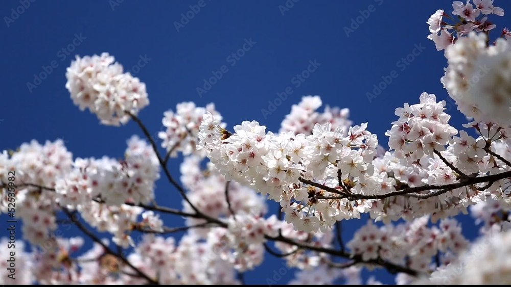 桜と青空