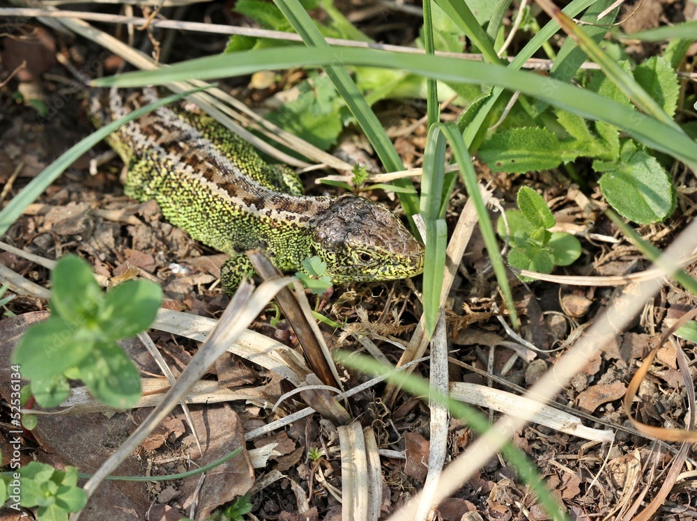 Männliche Zauneidechse im Versteck Männliche Zauneidechse im Versteck