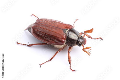 Male of cockchafer isolated on white © Vitalii Hulai