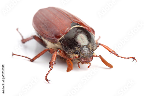 Schilderij op canvas Male of cockchafer isolated on white