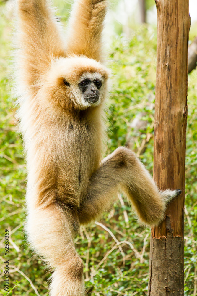 Naklejka premium white-handed gibbon in chiangmai zoo chiangmai Thailand