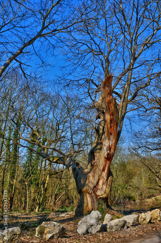 France, old tree in Vernouillet in les Yvelines photo