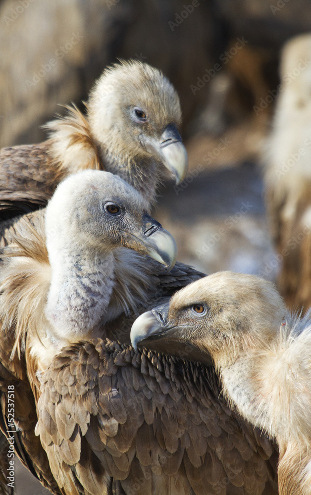 Three vultures Three vultures