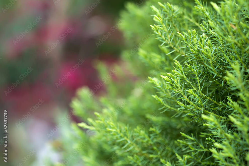 Soft needles bush