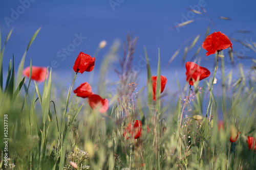 Red poppies