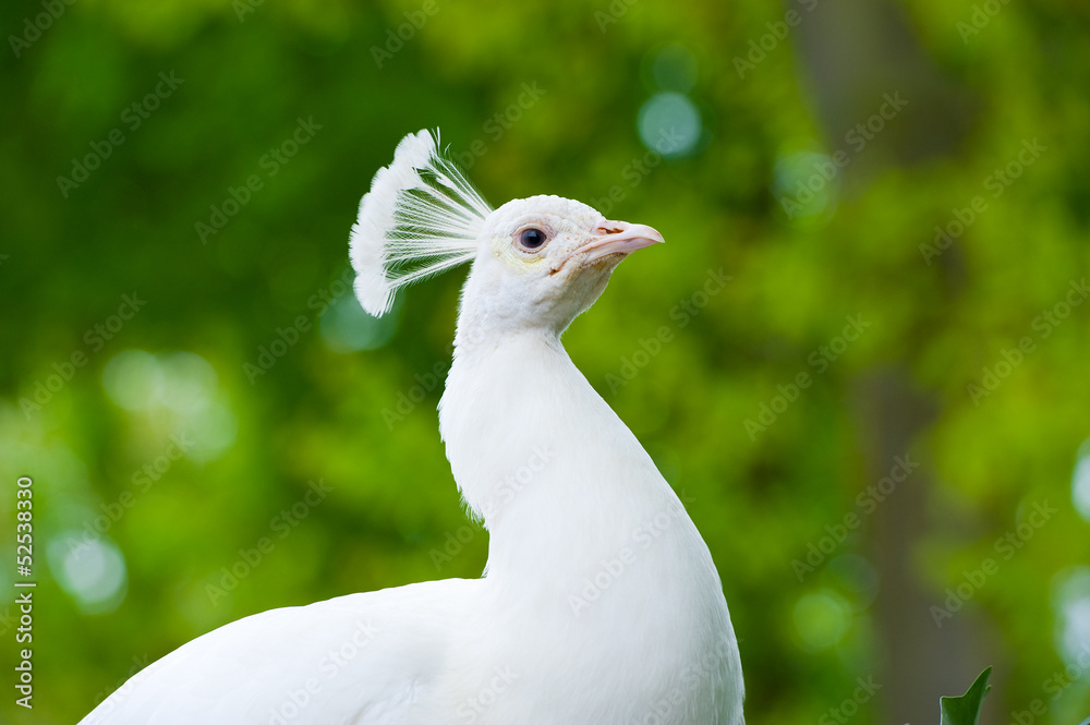 white peafowl white peafowl