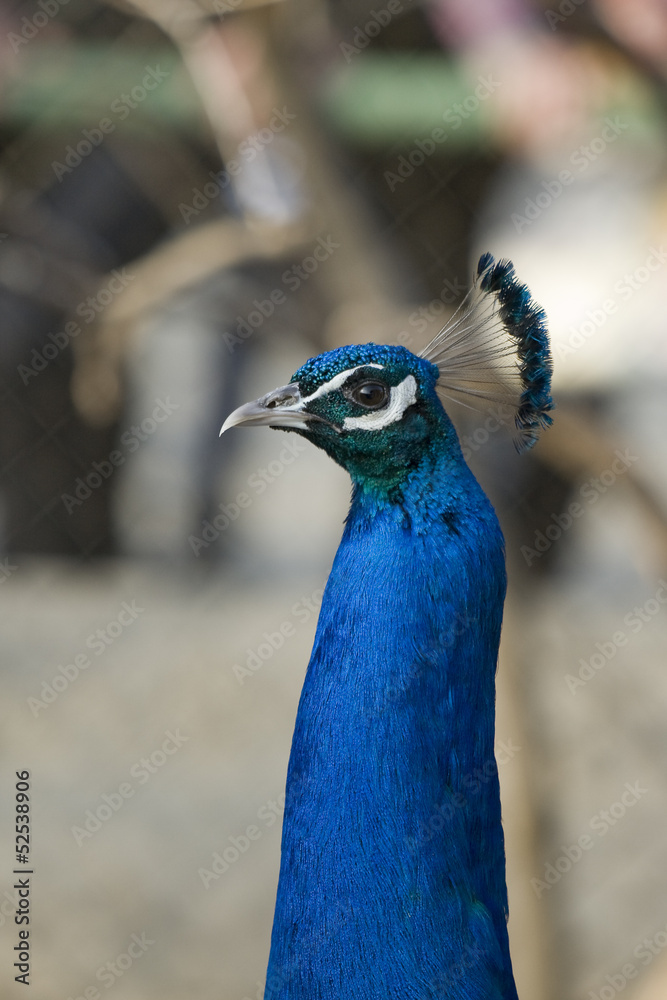 Head of peacock (Pavo Linnaeus) close-up in profile Head of peacock (Pavo Linnaeus) close-up in profile