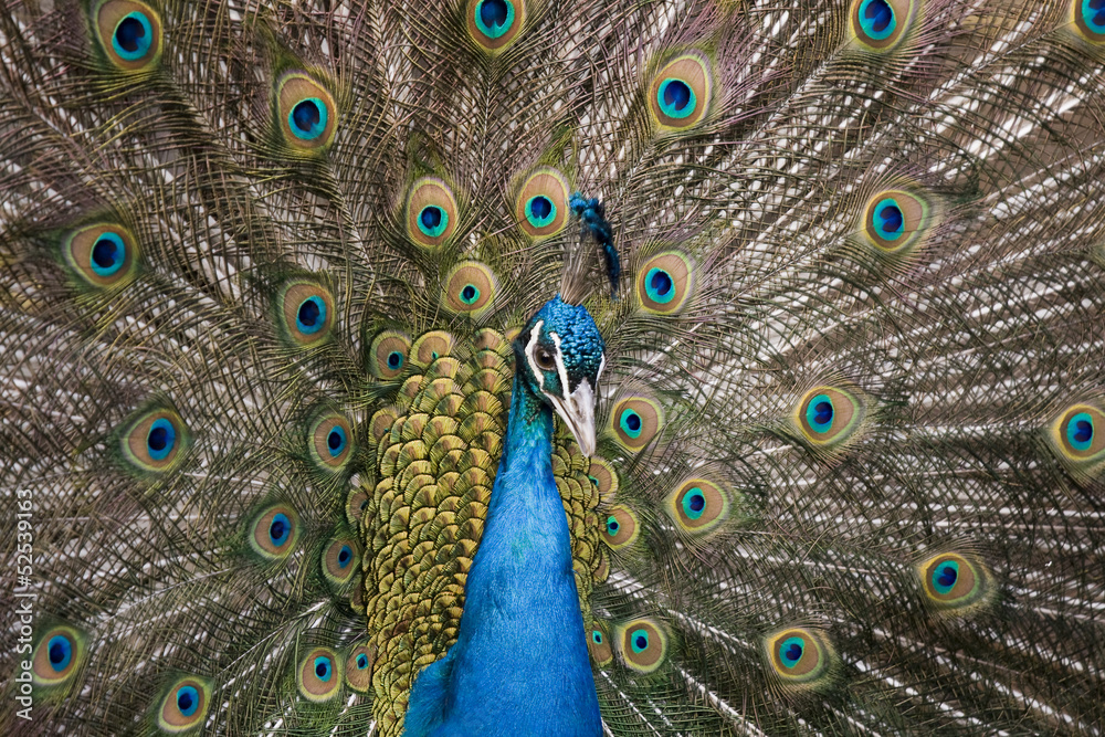 Obraz premium The male peacock (Pavo Linnaeus) with tail disclosed