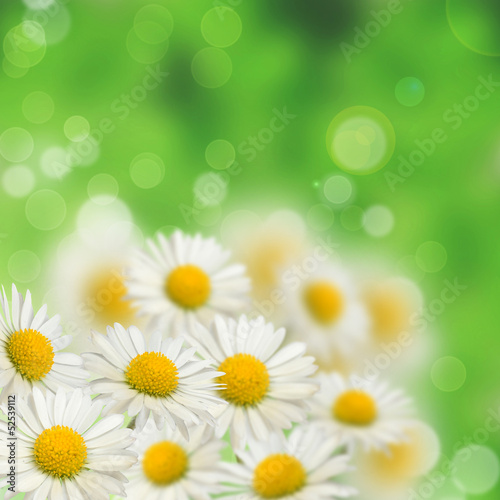 A lot of daisies