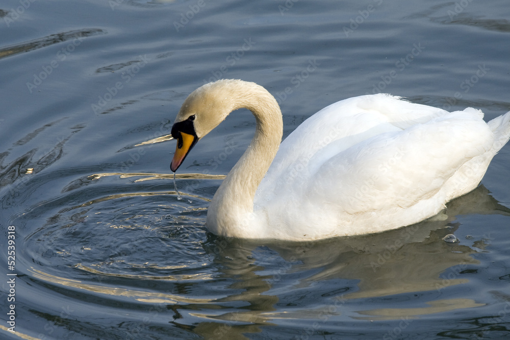 One white swan One white swan