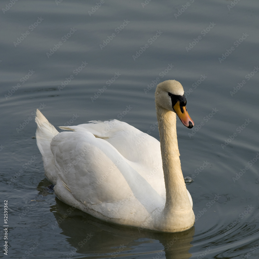 Obraz premium One white swan swimming in the lake water