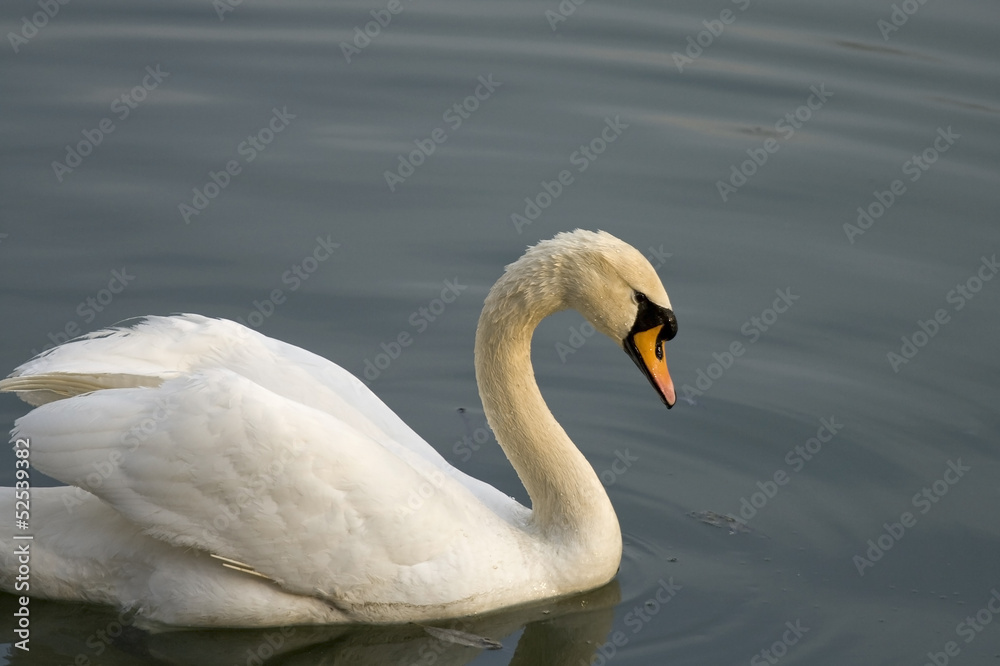 One white swan swimming in the lake water One white swan swimming in the lake water