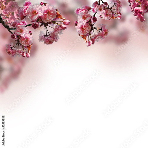 Carta da parati il sakura - Carta da parati Blooming sakura
