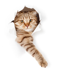 cat in white wallpaper hole