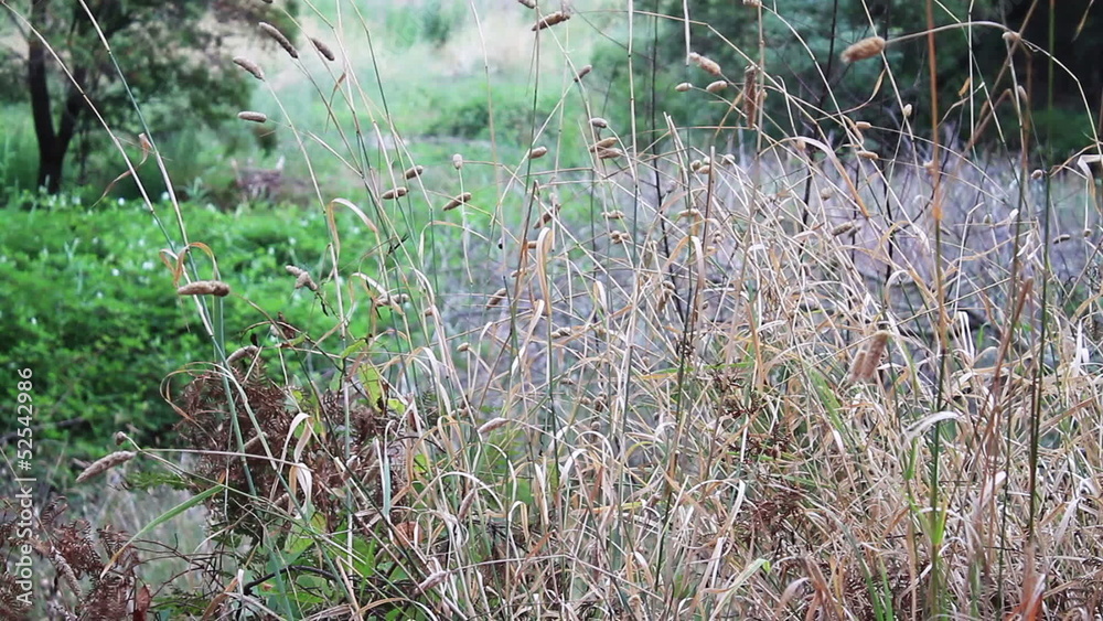 grass swaying in the wind grass swaying in the wind