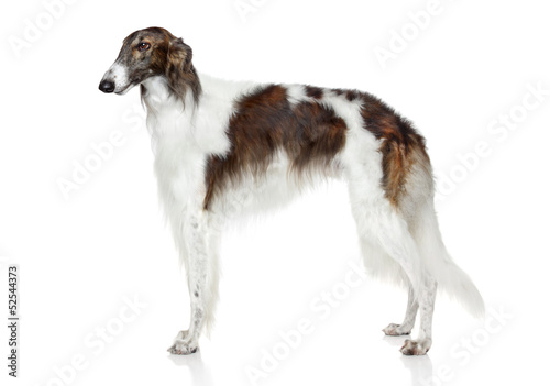 Canvas-taulu Russian borzoi dog on white background