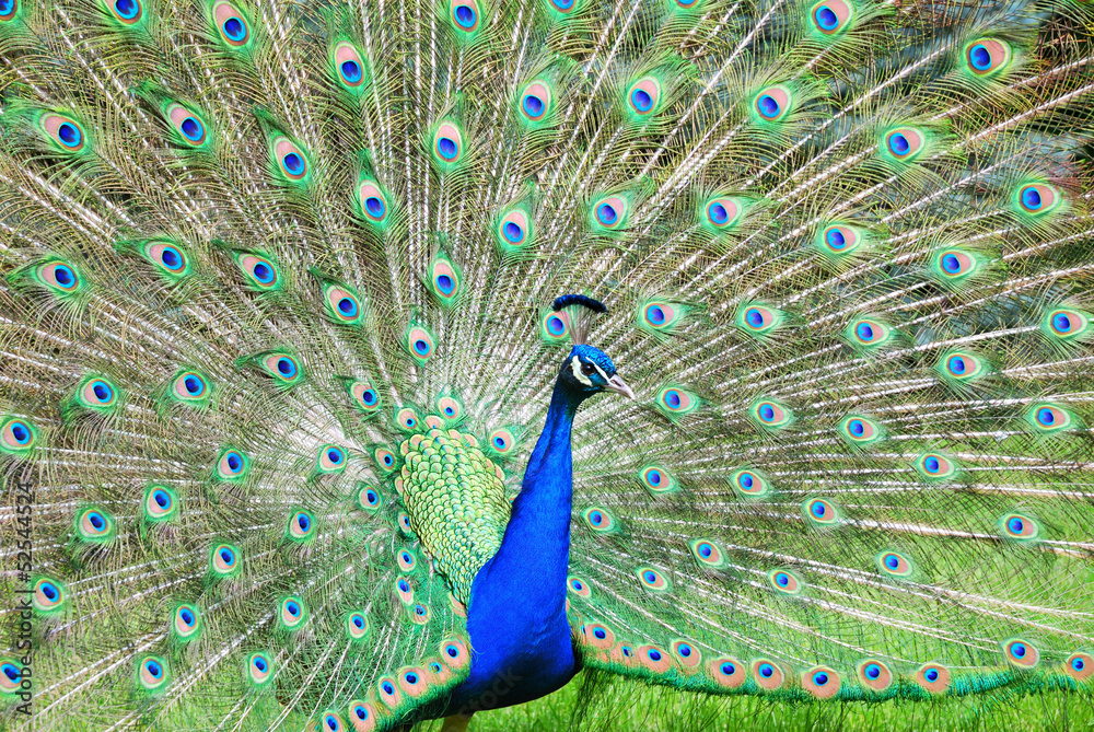 Fototapeta premium Peacock showing off colorful feathers