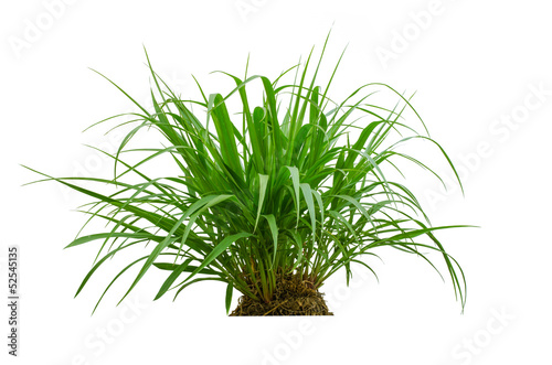Fresh spring green grass isolated on white background.