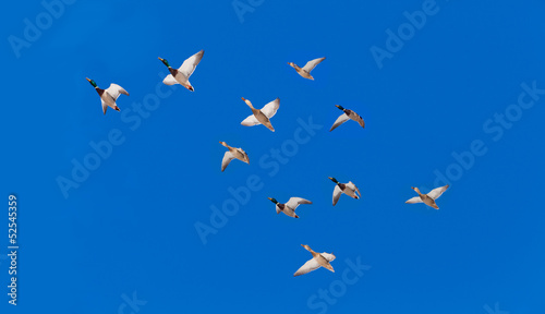 Flock of Mallard ducks Anas platyrhynchos flying