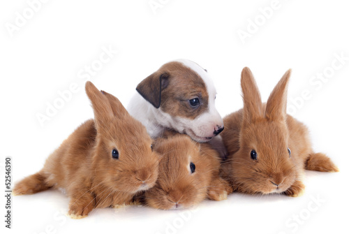 bunnies and puppy