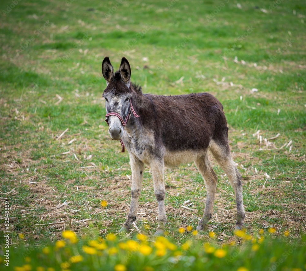 Donkey on a meadow