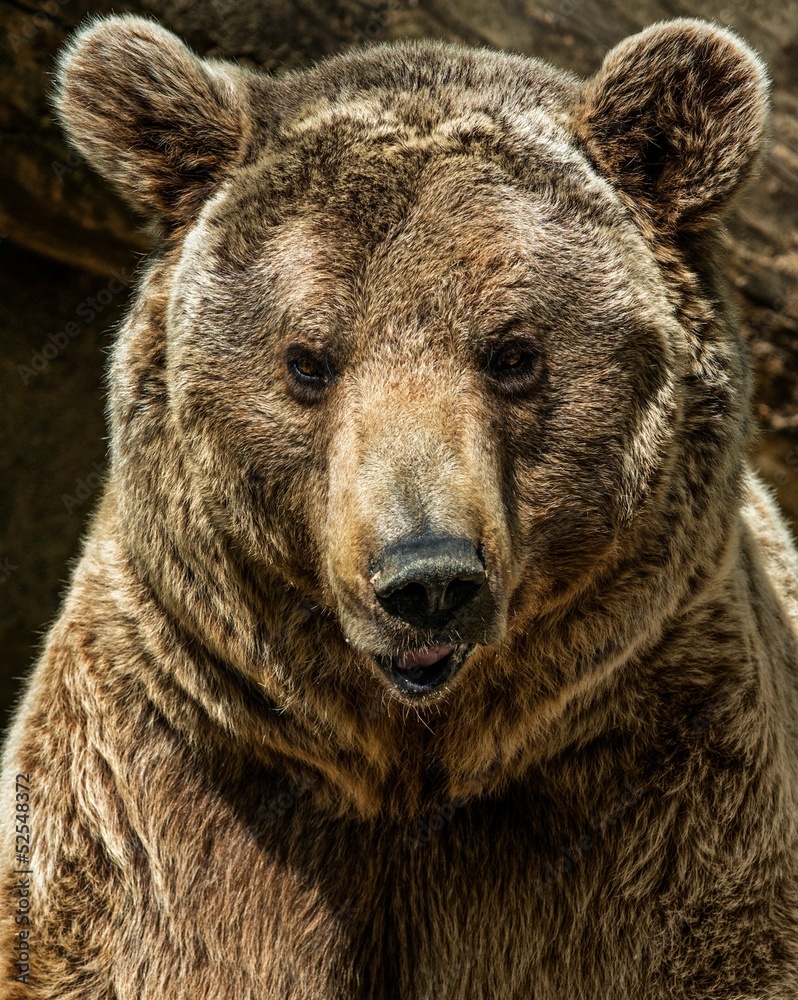 Brown bear close-up shot