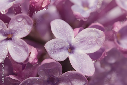beautiful lilac flowers. macro